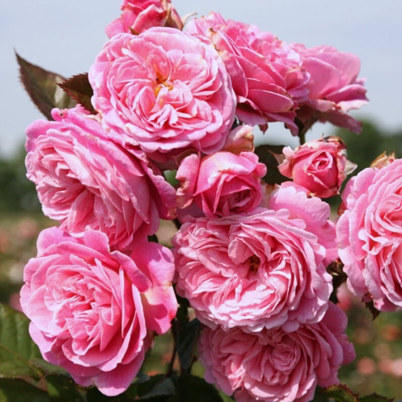 Rosa flor. 'Summer Romance' ™ (pink)