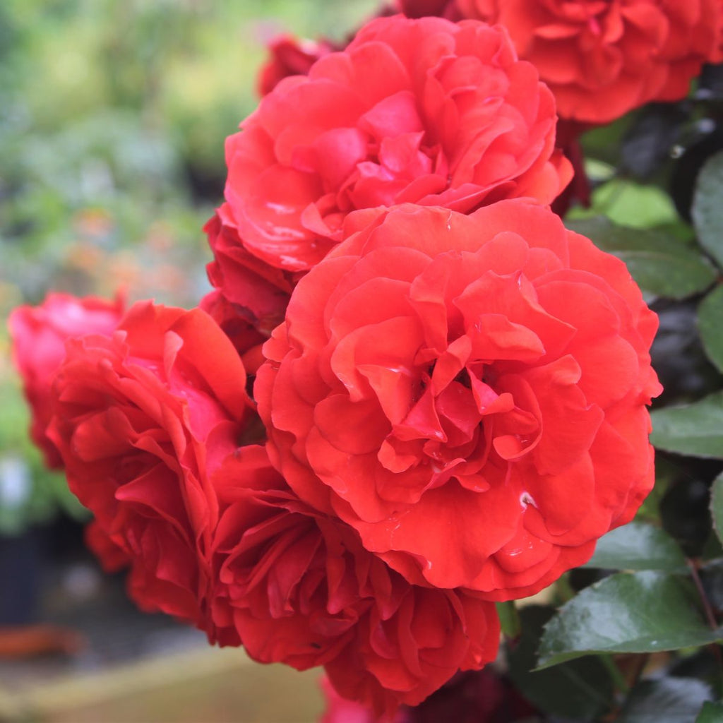 Rosa flor. 'Trumpeter' (red) 36" Tree Form