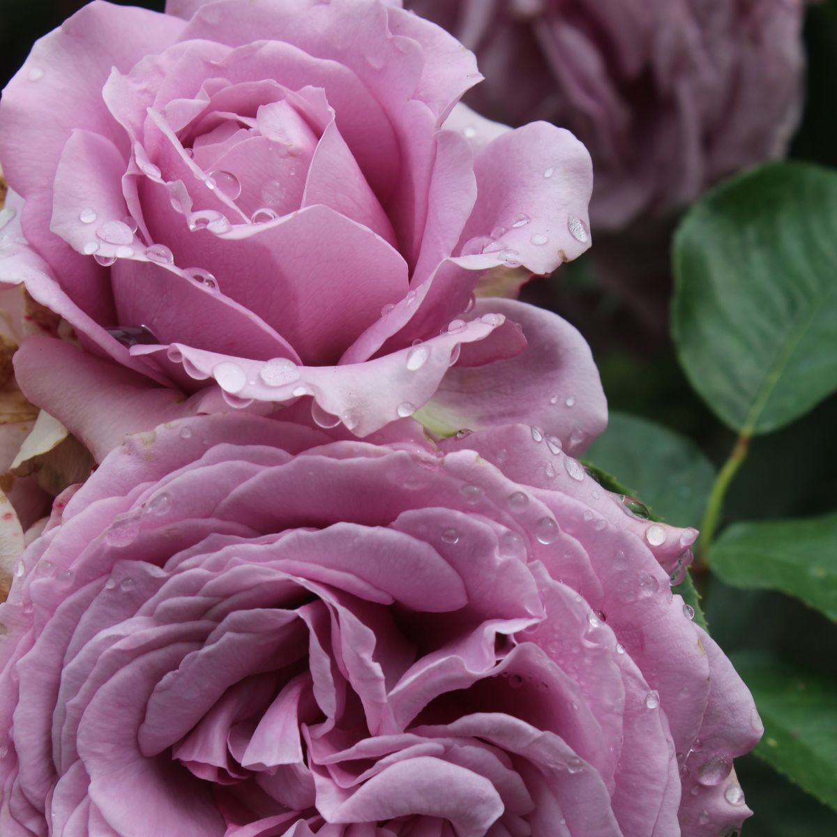 Rosa flor. 'Violet's Pride' ™ PPAF (lavender)