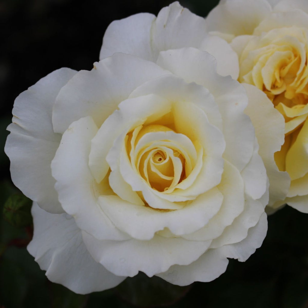 Rosa flor. 'White Licorice' (creamy yellow)
