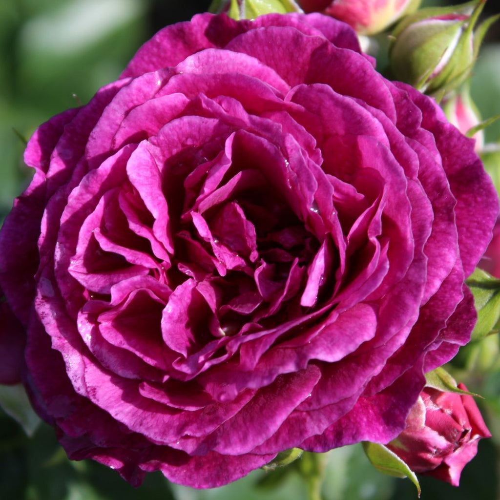 Rosa flor. 'EBB Tide' ™ PPAF (purple)