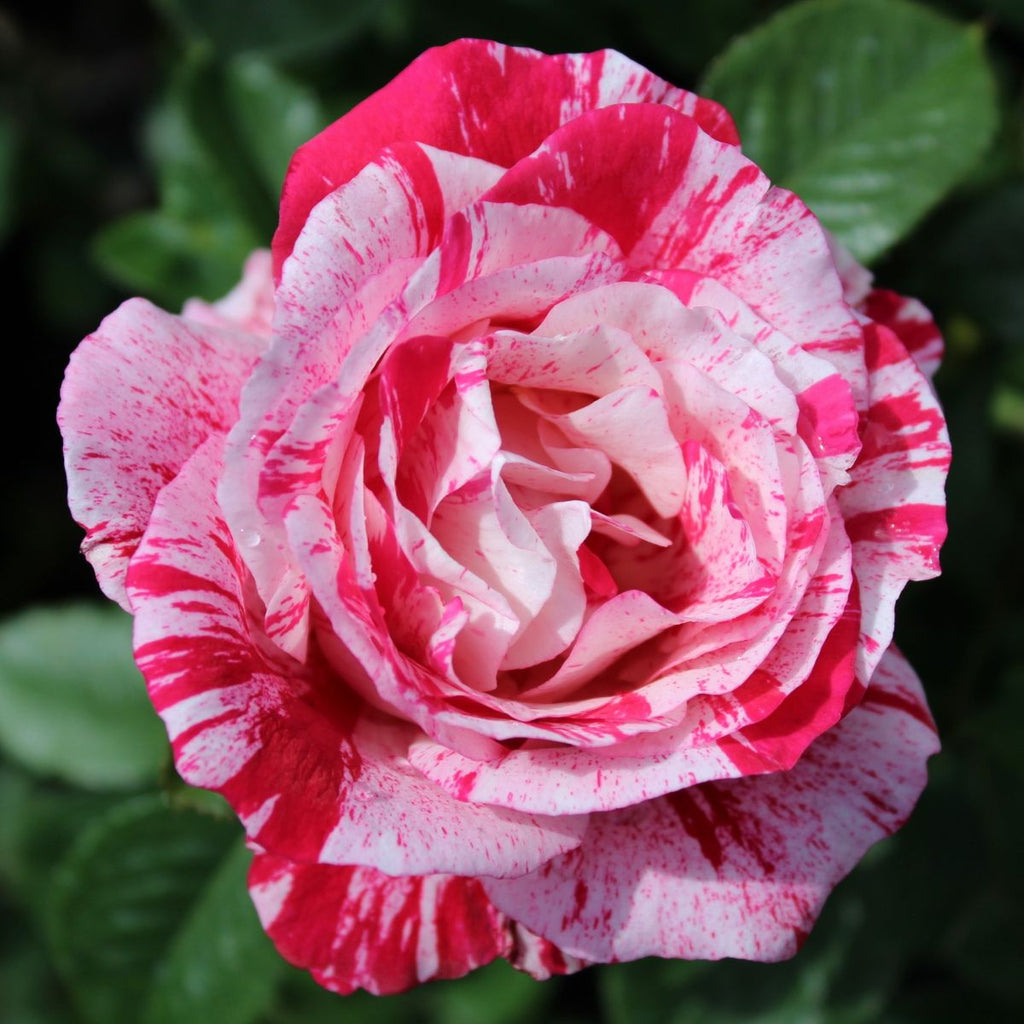 Rosa flor. 'Scentimental' ™ PP10216 (red/white)