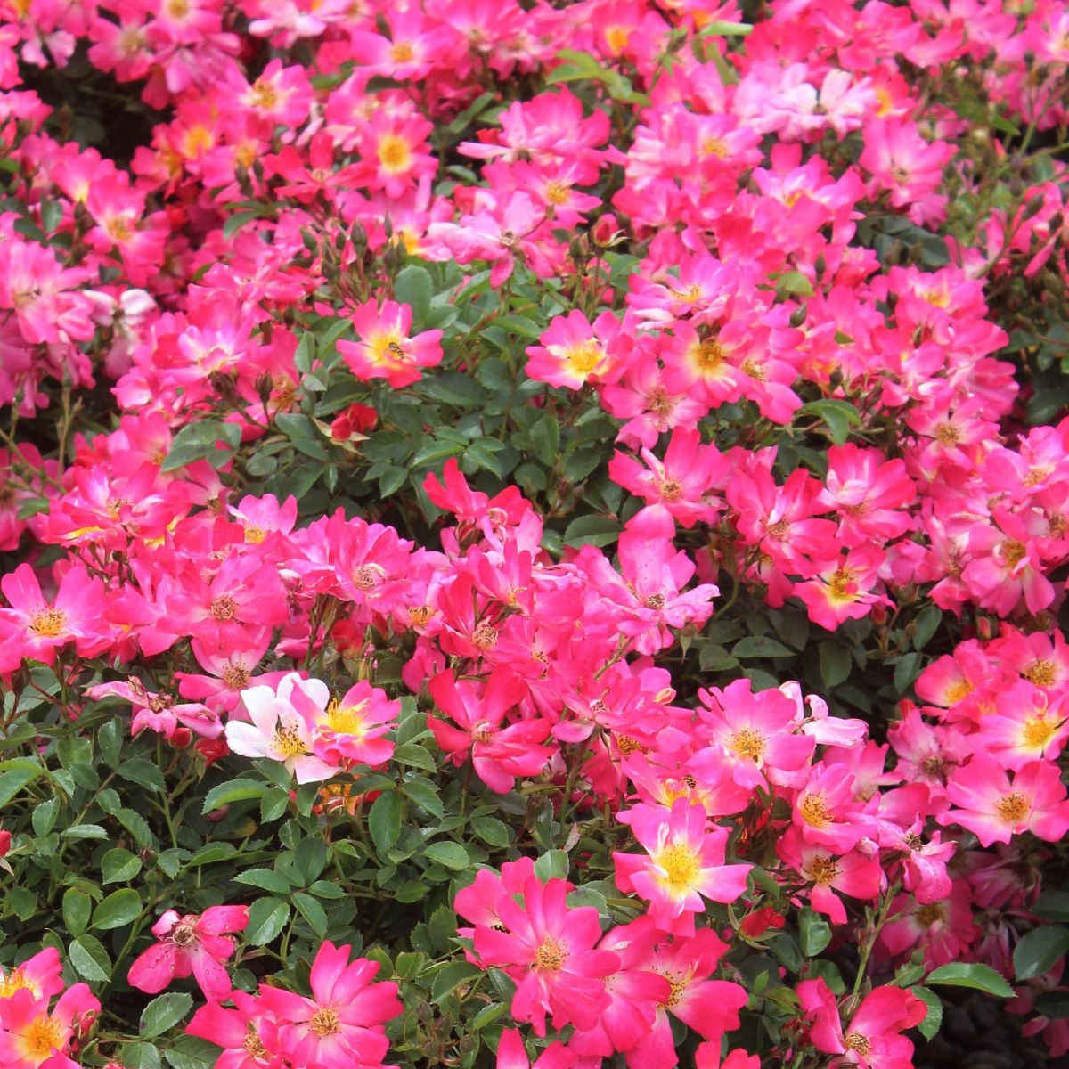 Rosa gc. PINK DRIFT® PP18874 (pink)