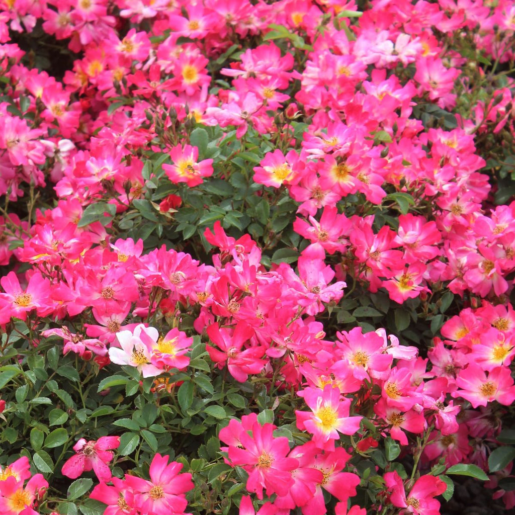 Rosa gc. PINK DRIFT® PP18874 (pink)