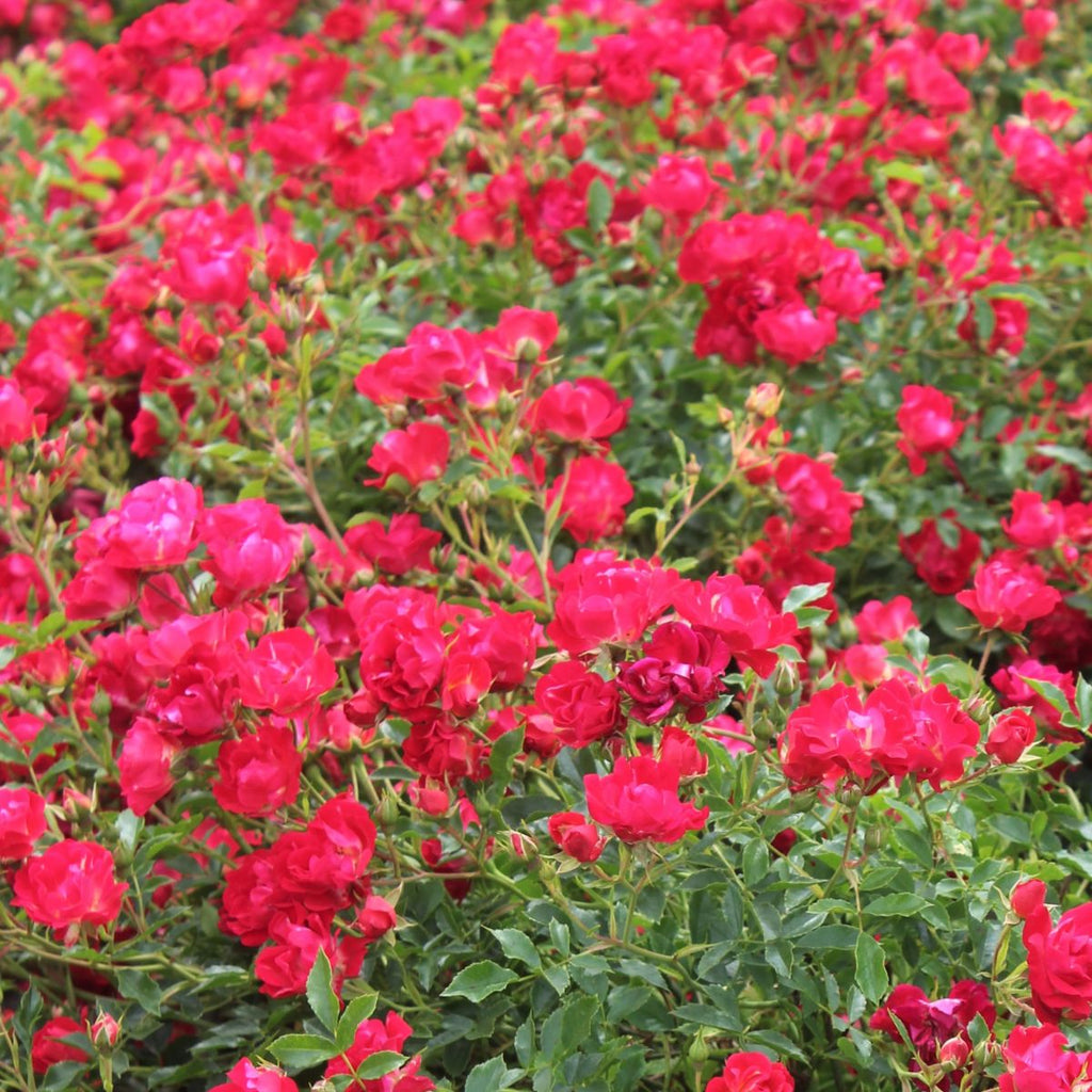 Rosa gc. DRIFT® RED PP17877 (red)