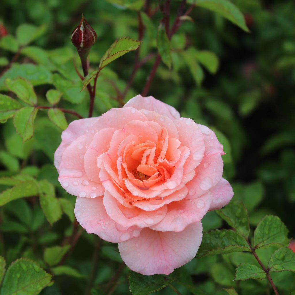 Rosa gc. DRIFT® APRICOT PP23354 (apricot)