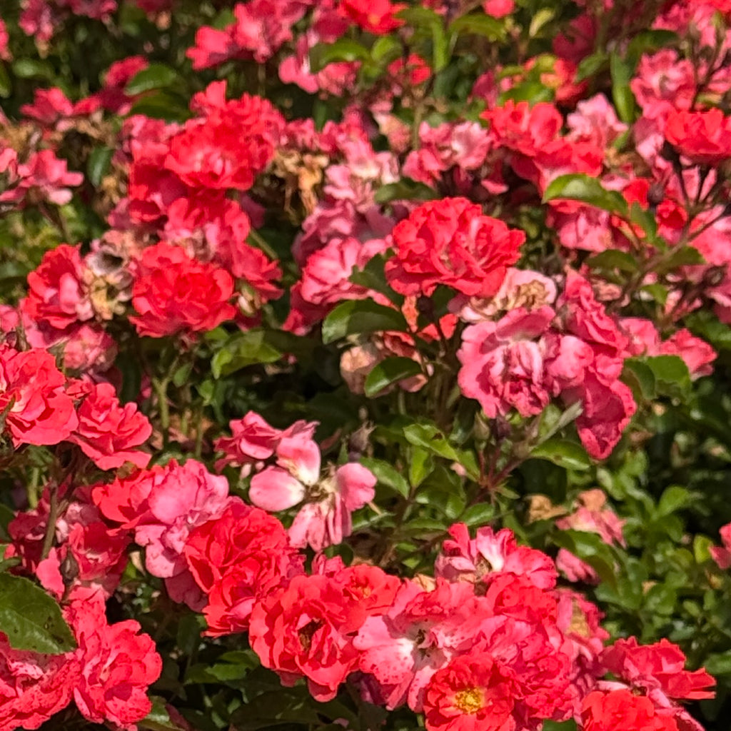 Rosa gc. DRIFT® CORAL PP19148 (coral)