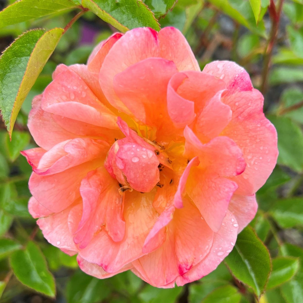 Rosa gc. FLOWER CARPET® Amber PPAF