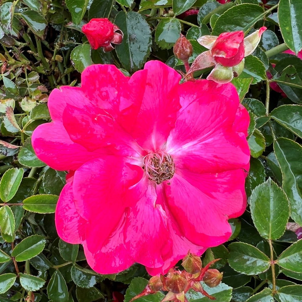 Rosa gc. FLOWER CARPET® Pink Supreme PP16276 (pink)