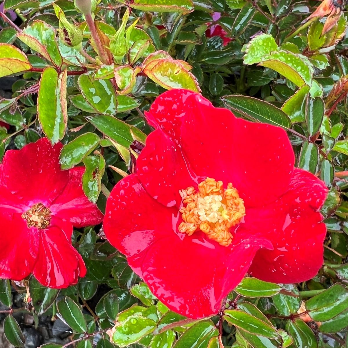 Rosa gc. 'Flower Carpet'®- Red PP11308