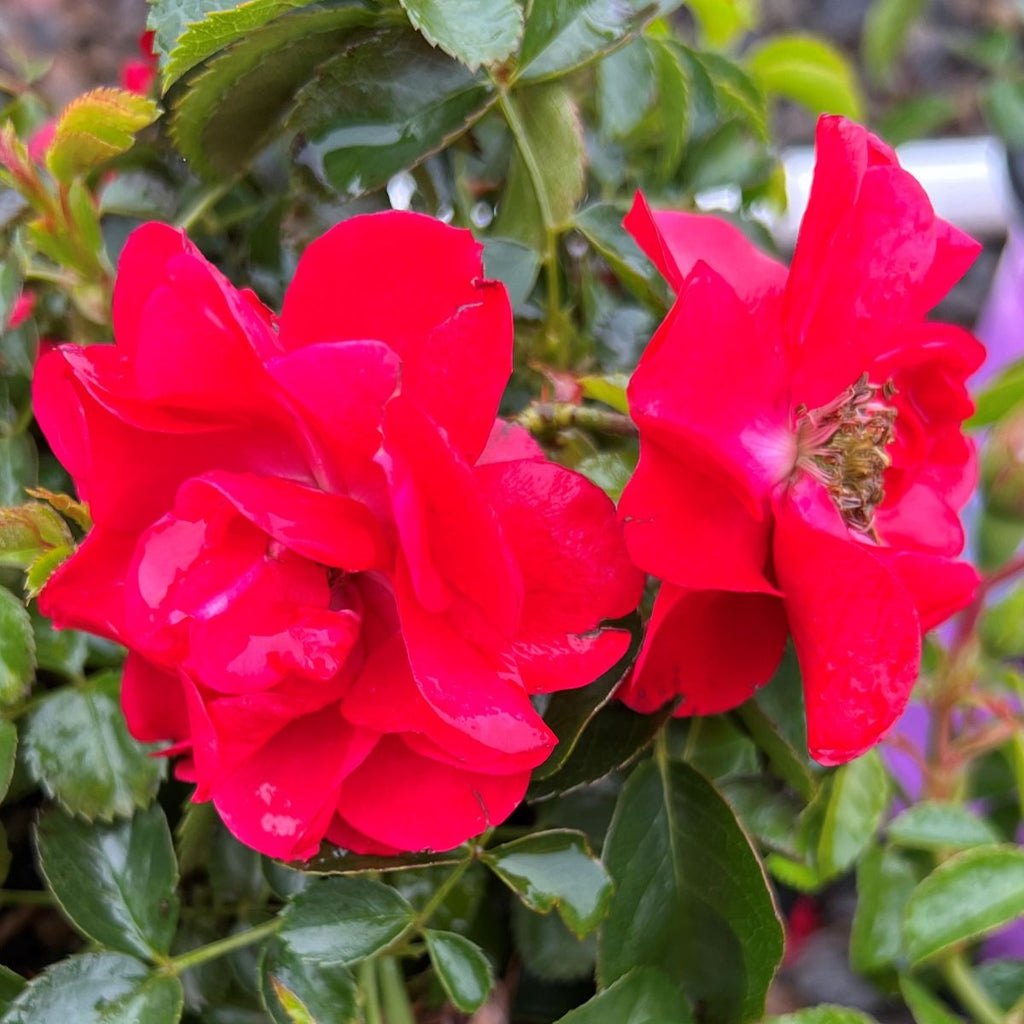Rosa gc. FLOWER CARPET® Scarlet PP17373 (bright red)