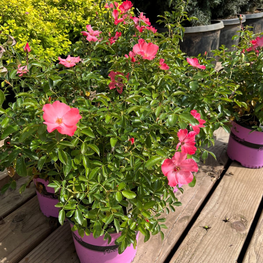 Rosa gc. FLOWER CARPET® Coral PP14441 (salmon)