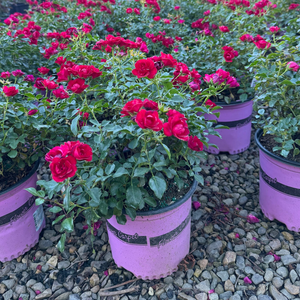 Rosa gc. FLOWER CARPET® Mini Cherry (red)