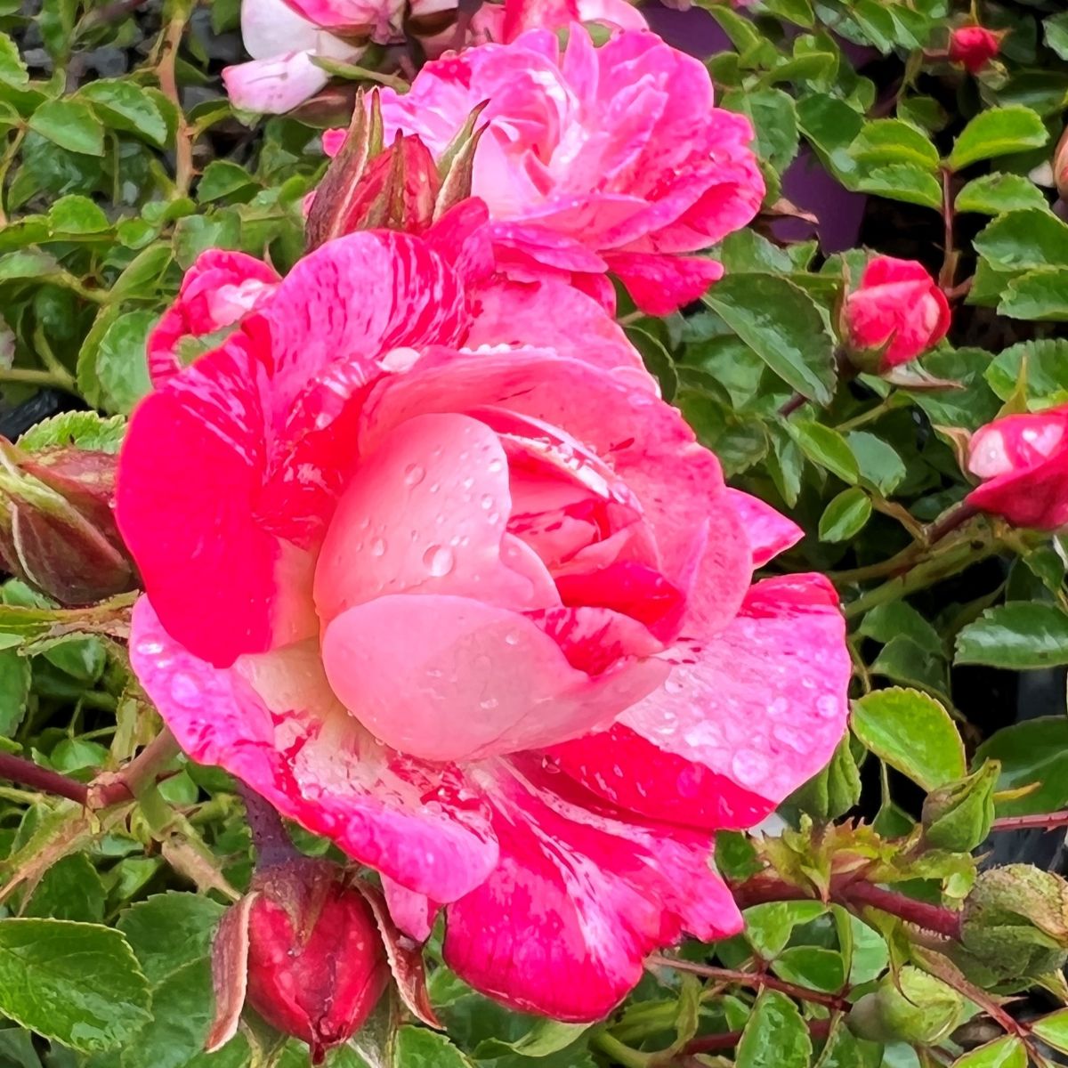 Rosa gc. FLOWER CARPET® Pink Splash PPAF (variegated pink)