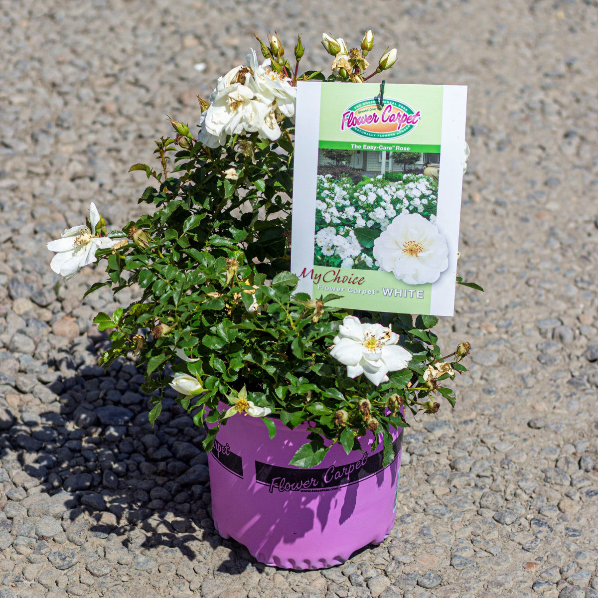 Rosa gc. FLOWER CARPET® White PP9573 (white)