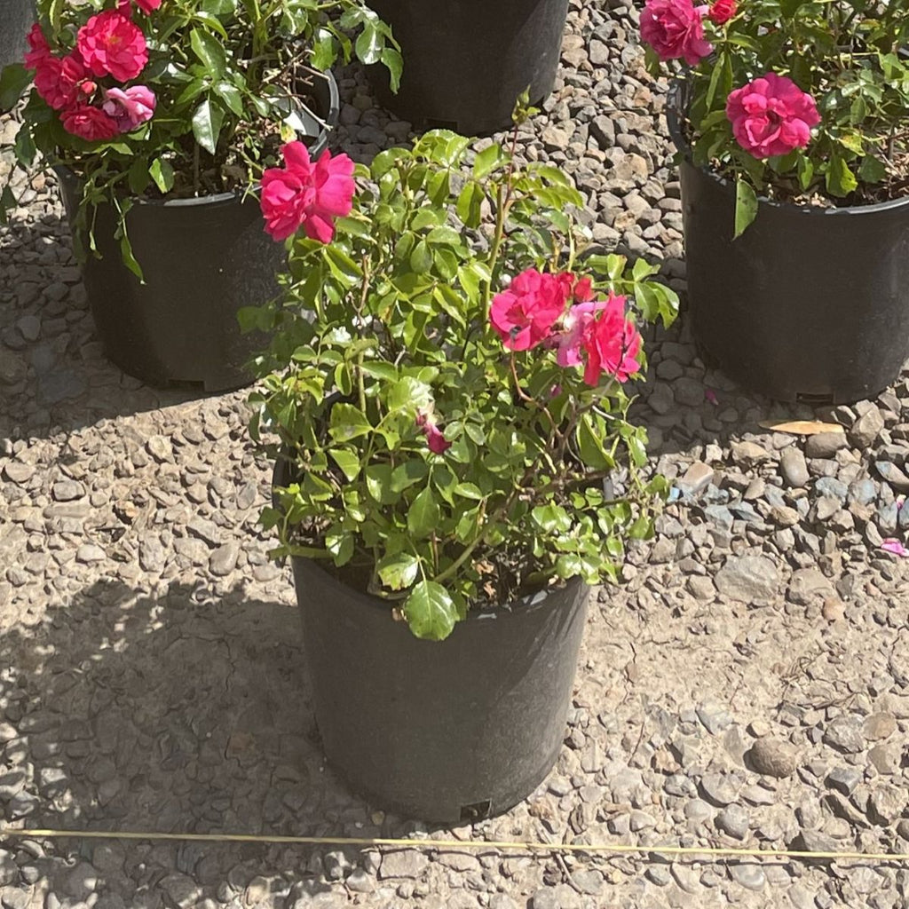 Rosa gc. 'Creeping Pink' (pink)
