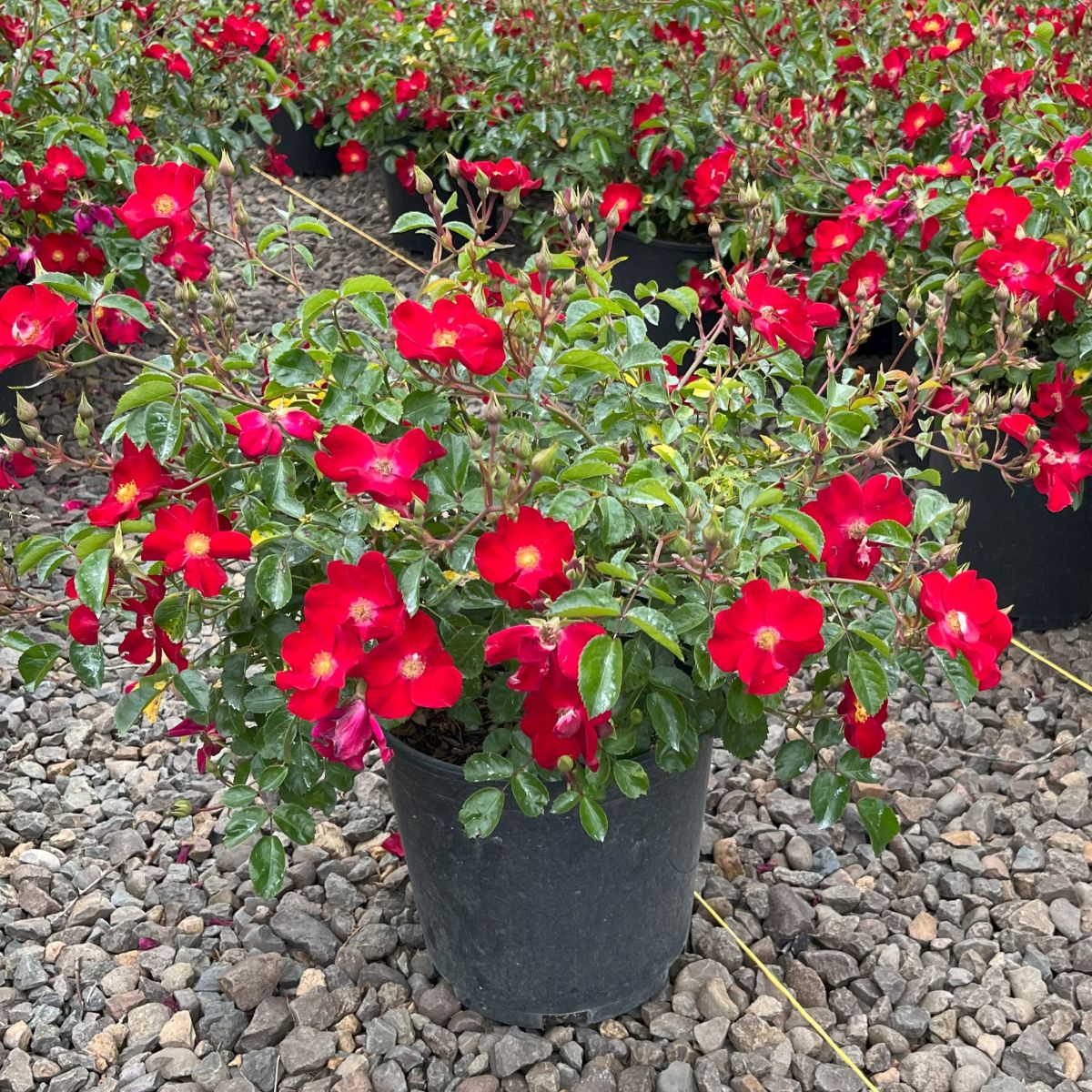 Rosa gc. 'Creeping Red' (red)