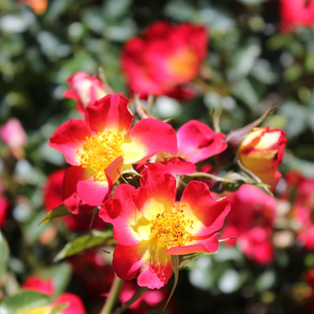 Rosa gc. 'Playful Happy Trails'™ (red)