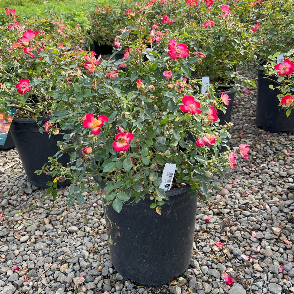 Rosa gc. Sunset 'Happy Trails™ (apricot)