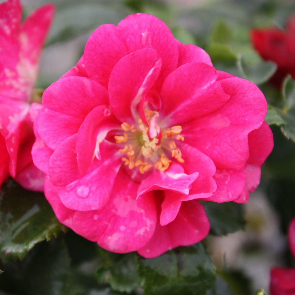 Rosa gc. 'Roseberry Blanket' (pink)
