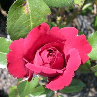 Rosa grand. Crimson Bouquet™ PP12001 (red)