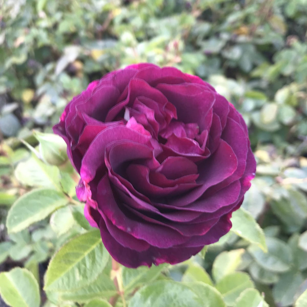 Rosa grand. 'Twilight Zone' ™ PP24725 (purple)