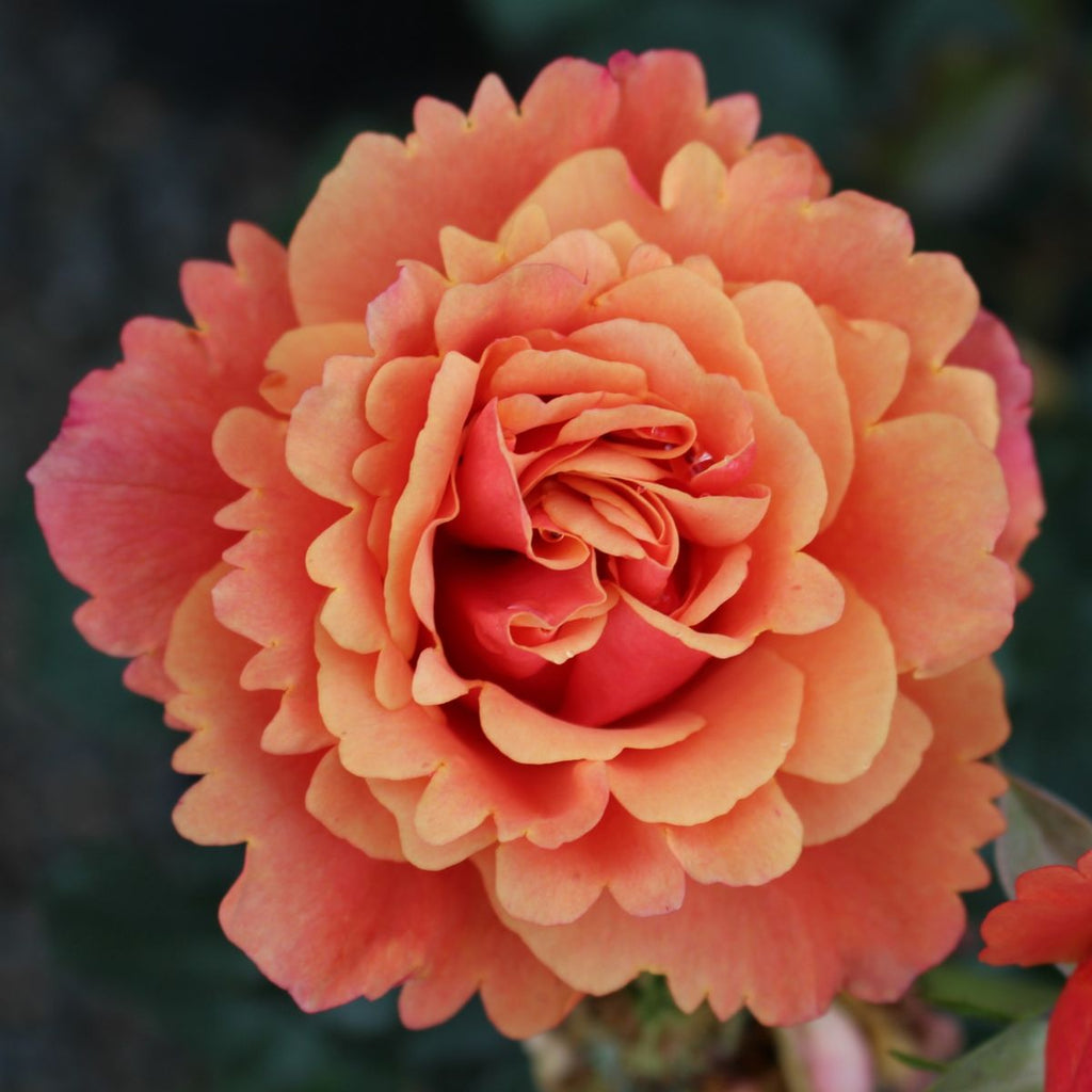 Rosa grand. 'Anna's Promise' ™ PPAF (gold/pink)