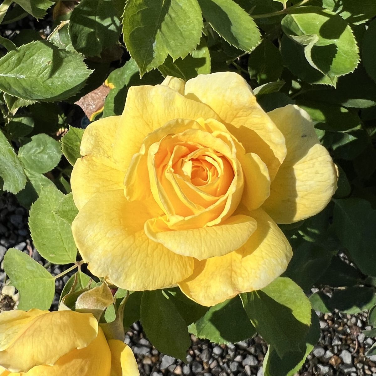 Rosa grand. 'Ch-Ching!' PPAF (yellow)