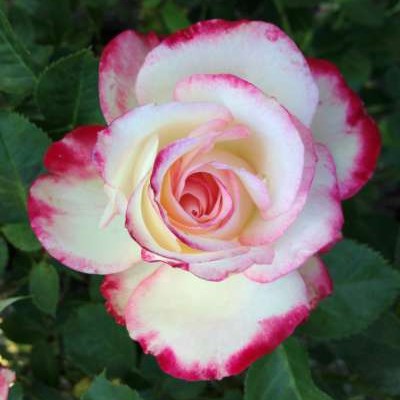 Rosa grand. Cherry Parfait™ PP12802 (red/white)