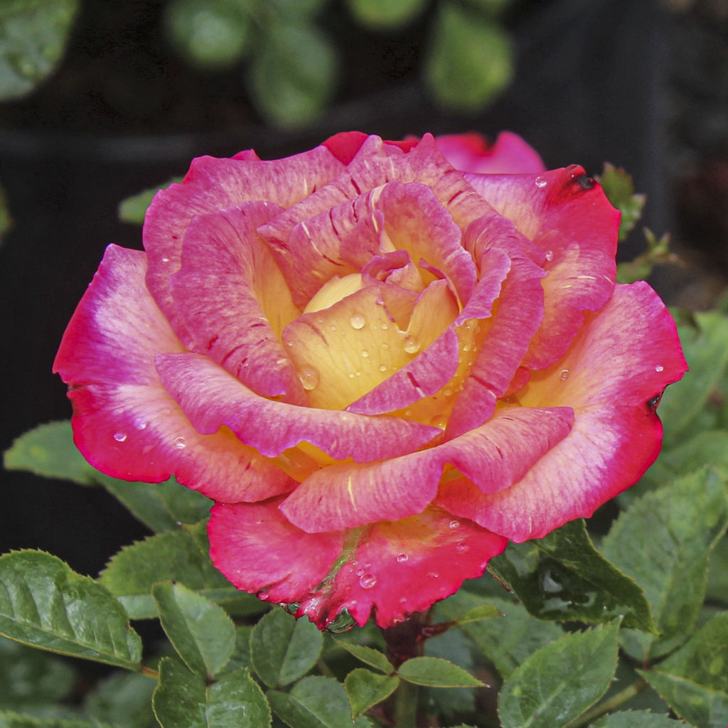 Rosa grand. 'Dick Clark' ™ PPAF (red)