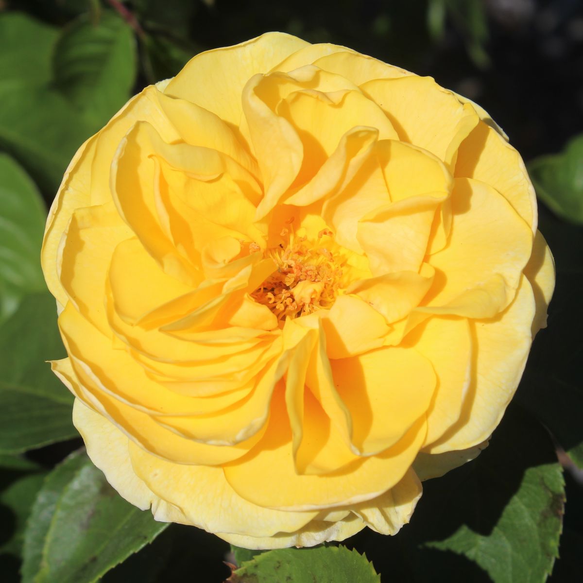 Rosa grand. 'Happy Go Lucky'™ (yellow)