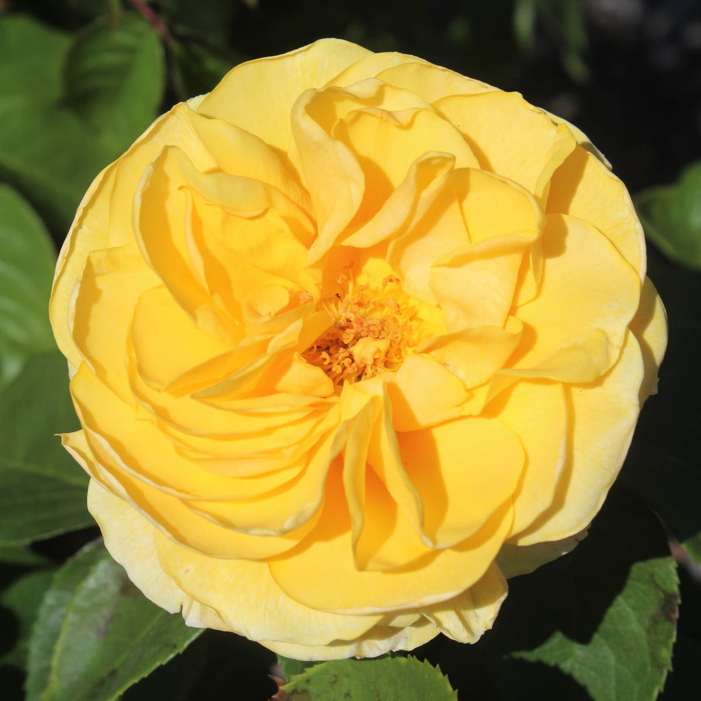 Rosa grand. 'Happy Go Lucky'™ (yellow)