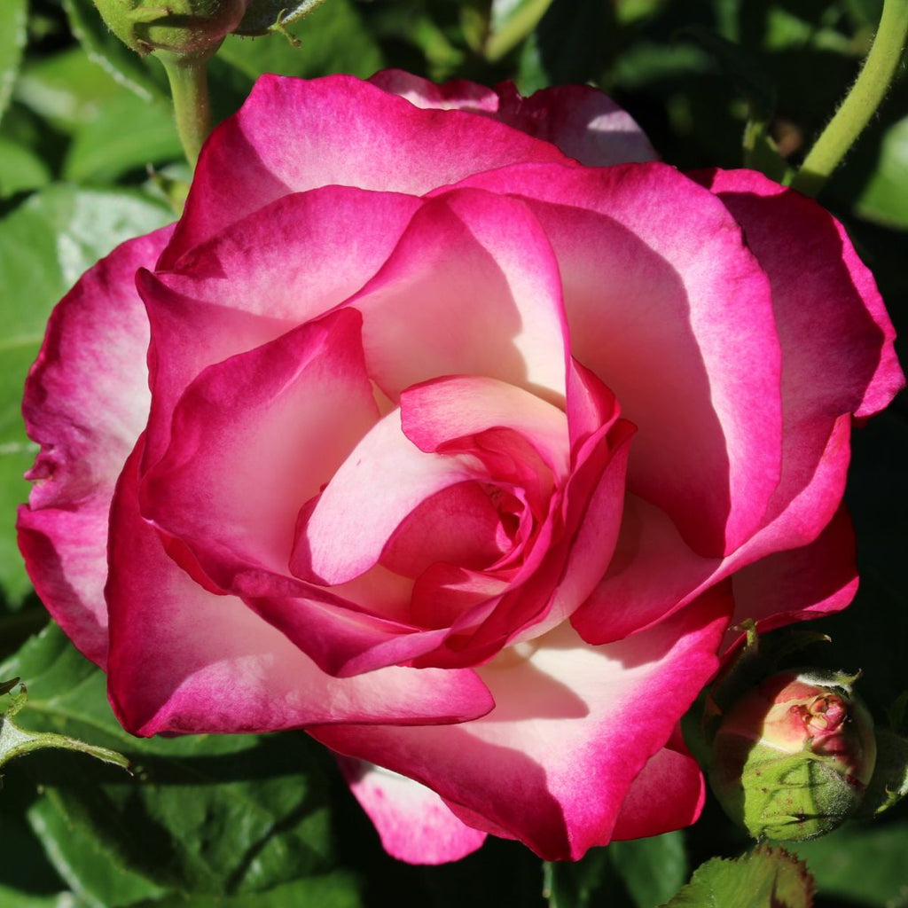 Rosa grand. 'Miss Congeniality' (white/pink)