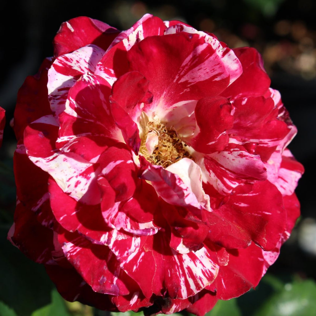 Rosa grand. 'Rock & Roll' ™ PP20936 (burgundy)