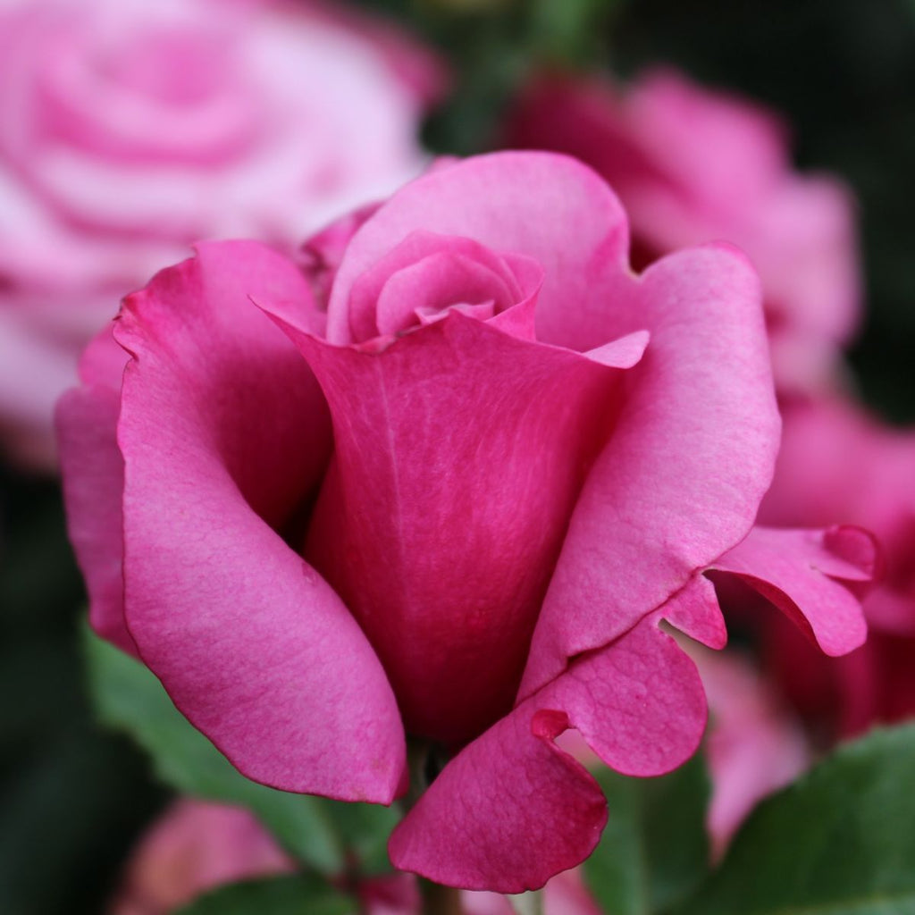 Rosa ht. 'Barbra Streisand' PP13120 (lavender)