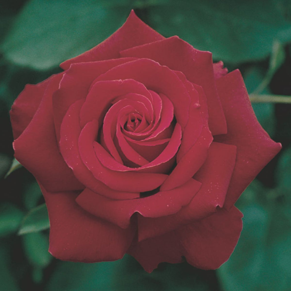 Rosa ht. 'Firefighter' (red)