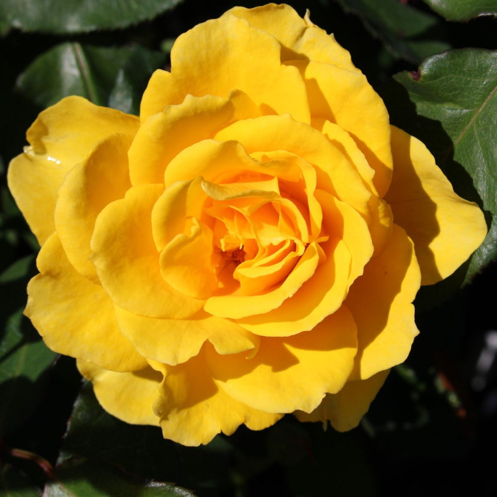 Rosa ht. 'Henry Fonda' PP9390 (yellow)