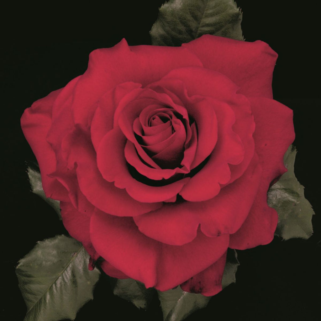 Rosa ht. 'In The Mood' ™ PP19373 (red)