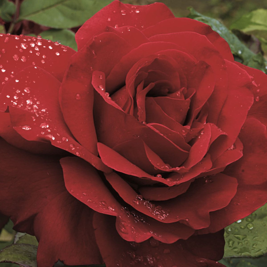 Rosa ht. 'Legends' ™ PPAF (red)