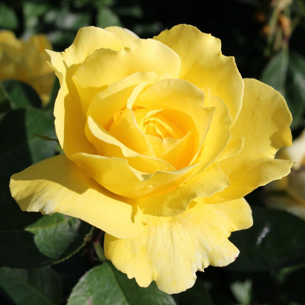 Rosa ht. 'Mellow Yellow' PP14401 (yellow)