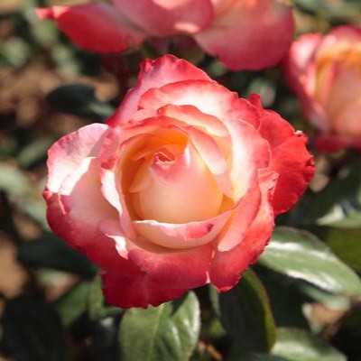 Rosa ht. 'Mercury Rising™ (red)