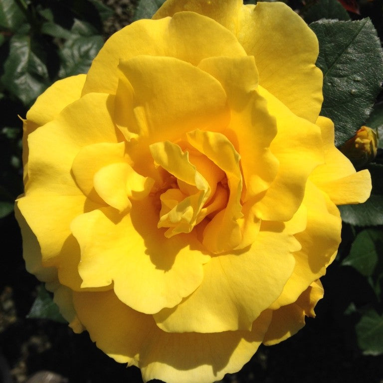 Rosa ht. Midas Touch™ PP9806 (yellow)