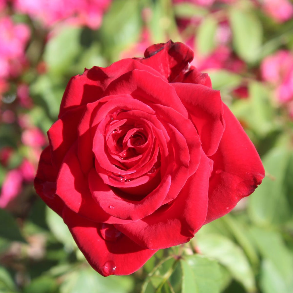 Rosa ht. Olympiad™ (red)