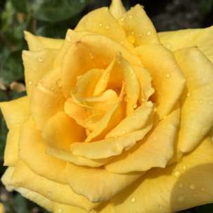 Rosa ht. 'Oregold' (gold)
