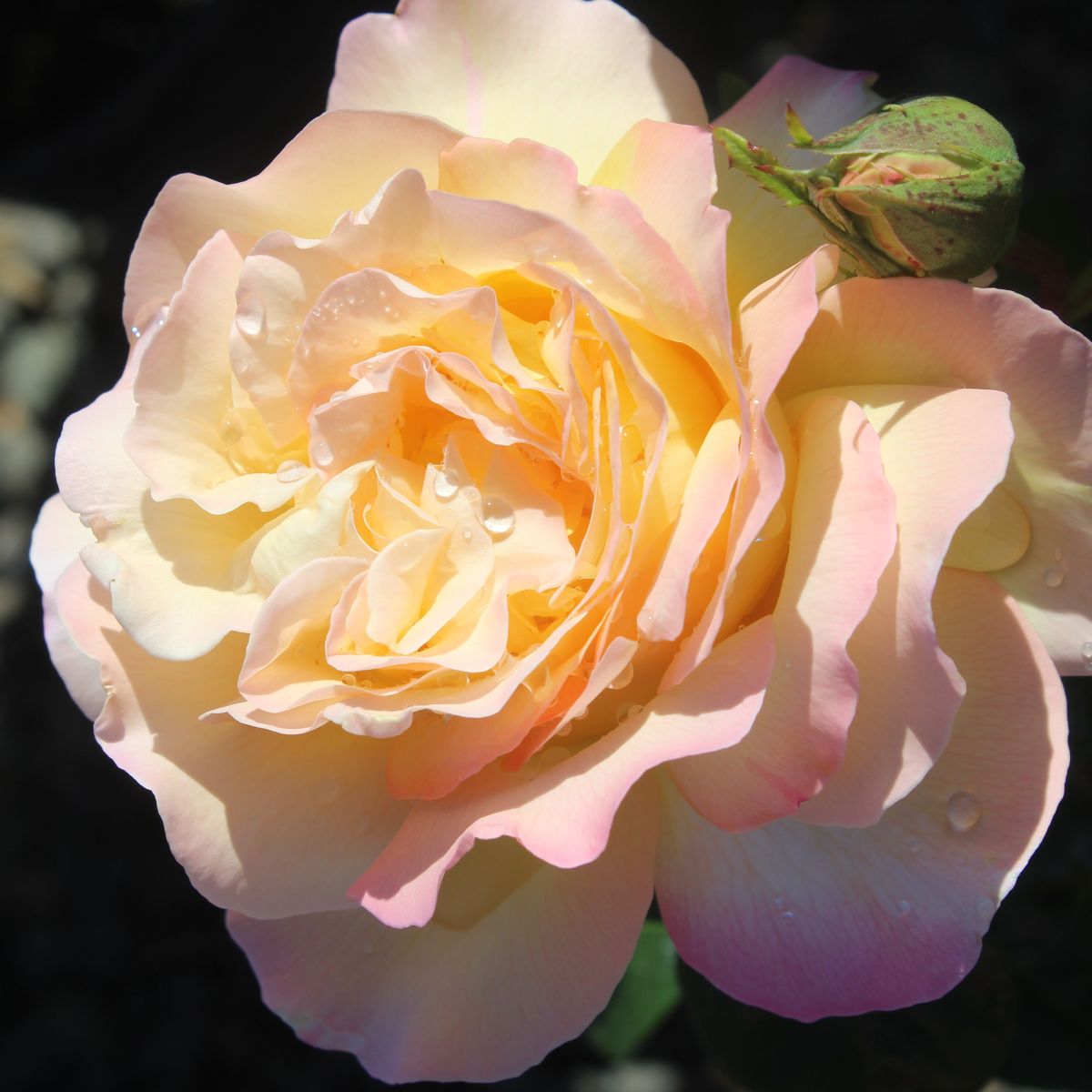 Rosa ht. 'Peace' (yellow/pink)