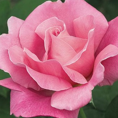 Rosa ht. 'Perfume Delight' (pink)