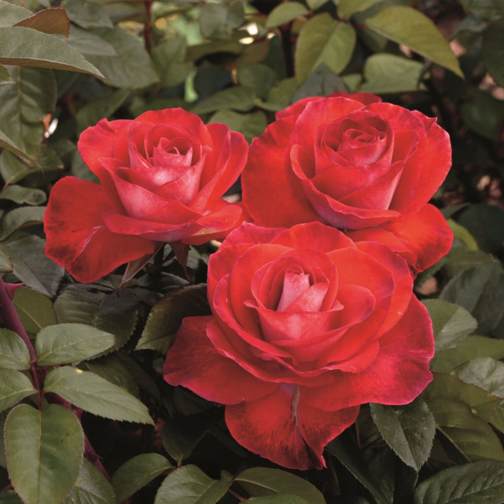 Rosa ht. 'Smokin' Hot' ™ (red)