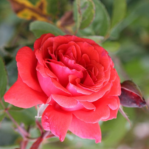 Rosa ht. 'Fragrant Cloud' (coral)