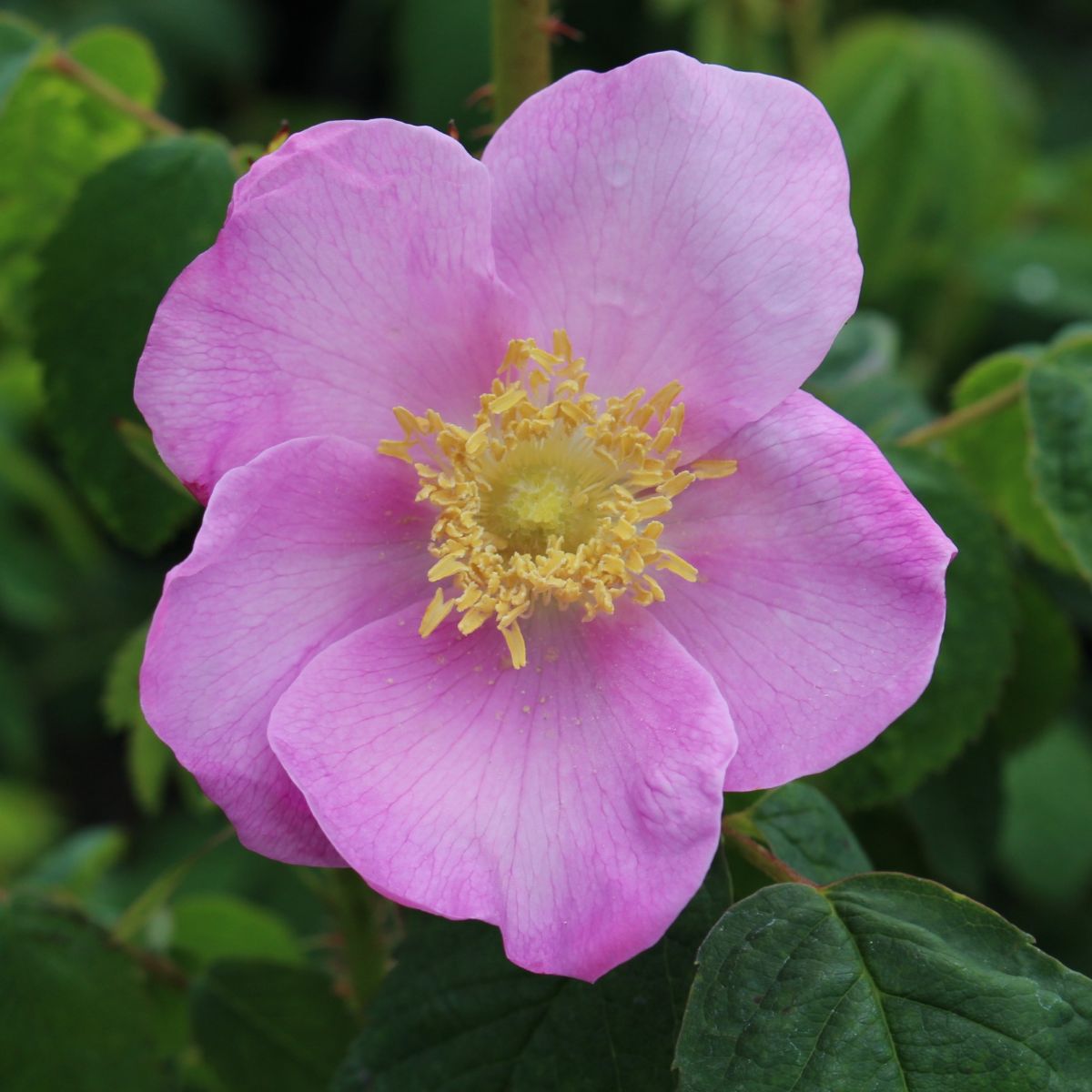 Rosa nutkana (pink)