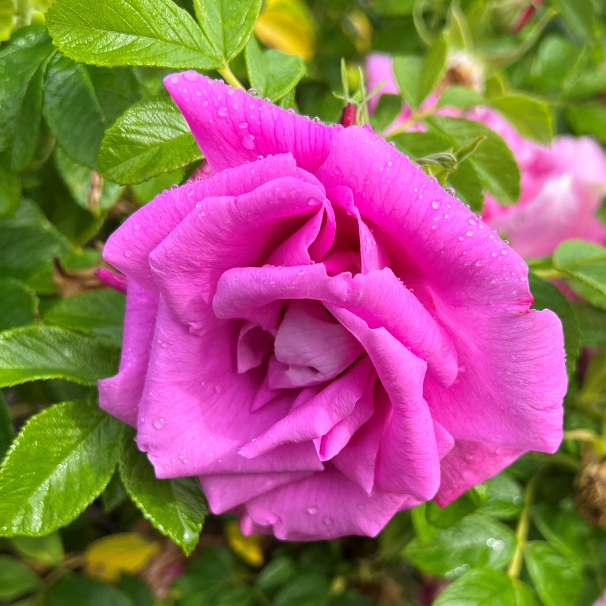 Rosa rugosa 'Dwarf Pavement' (pink)